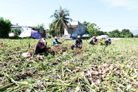 Xã Cam Hòa: Thu hoạch sớm khoai sáp