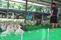 Cam Lâm: Nhiều hộ chuyển đổi chăn nuôi