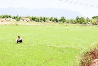 Xã Ninh Đông: Khó phát huy các sản phẩm OCOP