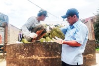 Khánh Sơn: Bắt đầu thu hoạch sầu riêng