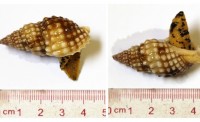 Hai loài ốc biển gây chết người ở Khánh Hòa