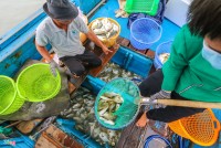 Ngư dân Khánh Hòa bán cả lồng cá để chạy bão số 9