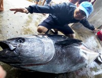 'Lần đầu tiên tôi thấy cá ngừ đại dương nặng 230 kg cắn câu'