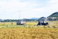 Vạn Ninh: Thu hoạch khoảng 3.040 ha lúa đông xuân
