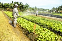 Hướng đến sản xuất nông nghiệp bền vững
