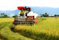 Thu hoạch lúa an toàn trong mùa dịch