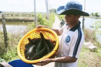 Cam Ranh: Phập phồng với cá mú