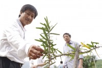 Phát triển cây xáo tam phân ở Ninh Hòa
