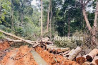 Vụ phá rừng ở xã Ninh Ích: UBND tỉnh Khánh Hòa chỉ đạo xử lý kiên quyết, đến bước cuối cùng