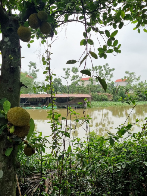 Thơm bùi hạt mít tuổi thơ