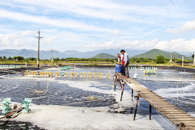 Người dân thị xã Ninh Hòa kiểm tra, tăng cường quạt nước cho ao nuôi tôm khi thời tiết nắng nóng.