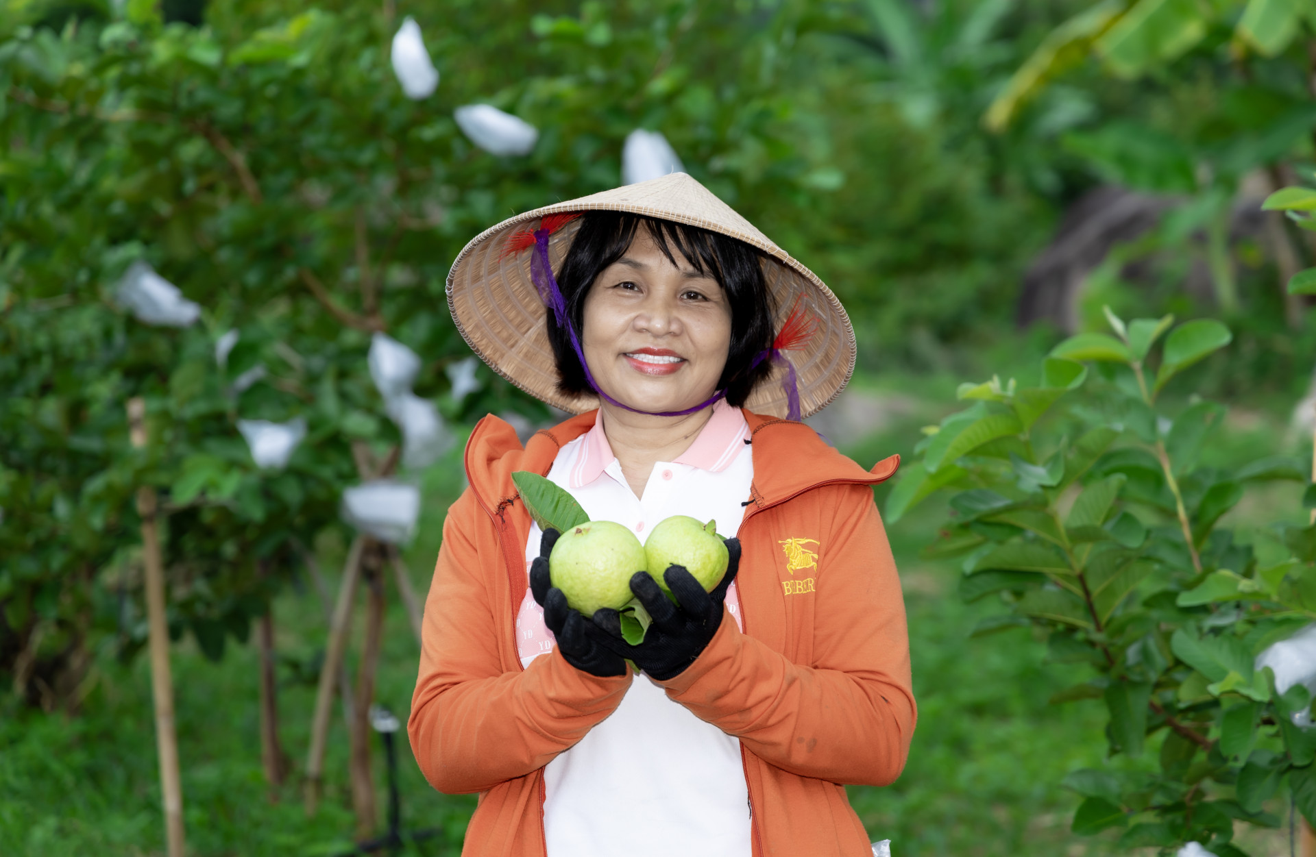 Bà Lê Thị Kim Thanh khoe những trái ổi đạt chứng nhận OCOP 3 sao tại nông trại của mình.